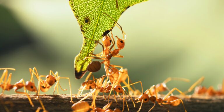 Leadership Lessons To Learn From Ants To Thrive In The Post-Pandemic Era